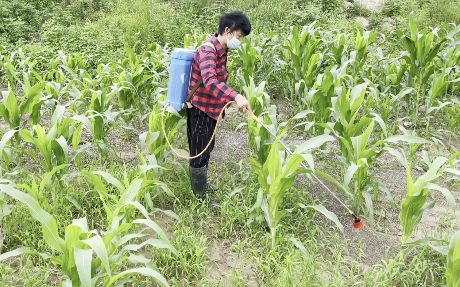 河南禹州一场暴雨过后,高峰和妈妈去玉米地里打药,看到了啥非常心酸
