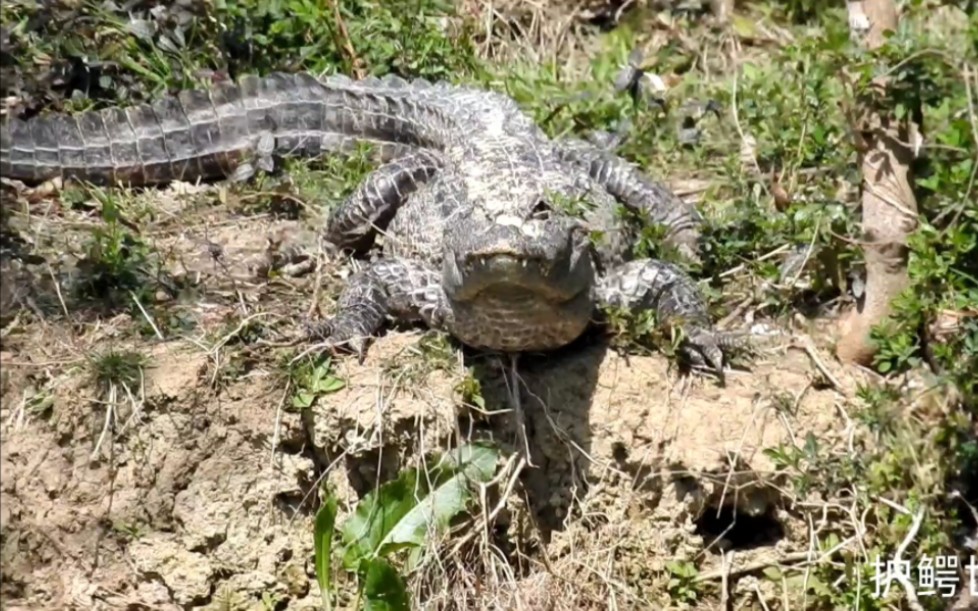 [图]春季张龙们加速日常 ——野生扬子鳄张龙守护者 护鳄世家