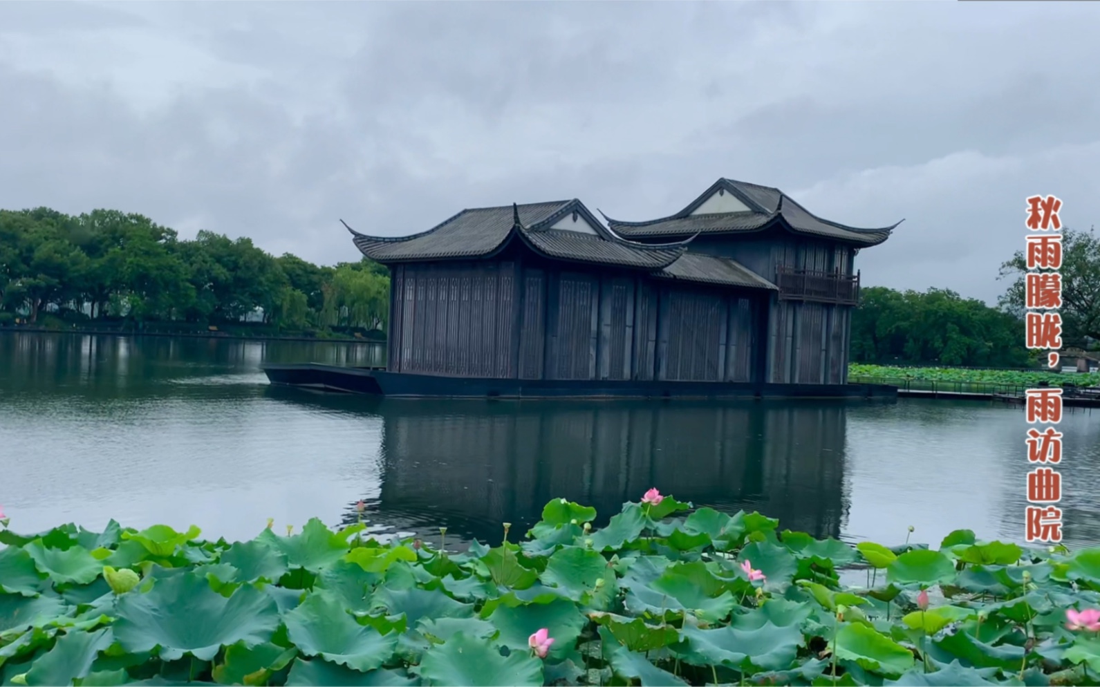 [图]秋雨绵绵，雨悟赏荷～今年杭州西湖赏荷最后时节