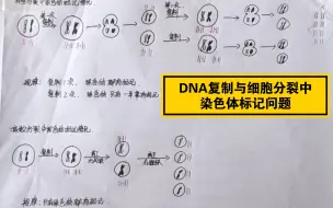 DNA复制与细胞分裂中染色体标记问题