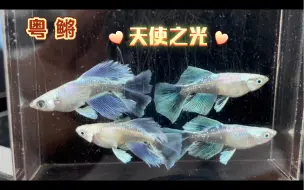 下载视频: 粤鳉—观背青鳉 天使之光