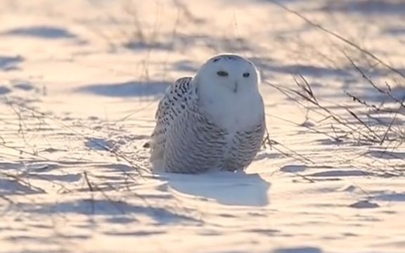 【猫头鹰】摄影师镜头下的雪鸮!哔哩哔哩bilibili