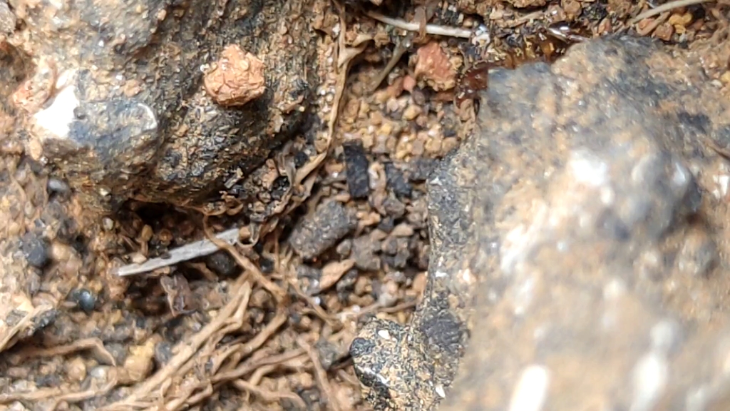 红火蚁对双隆骨铺道蚁无攻击性