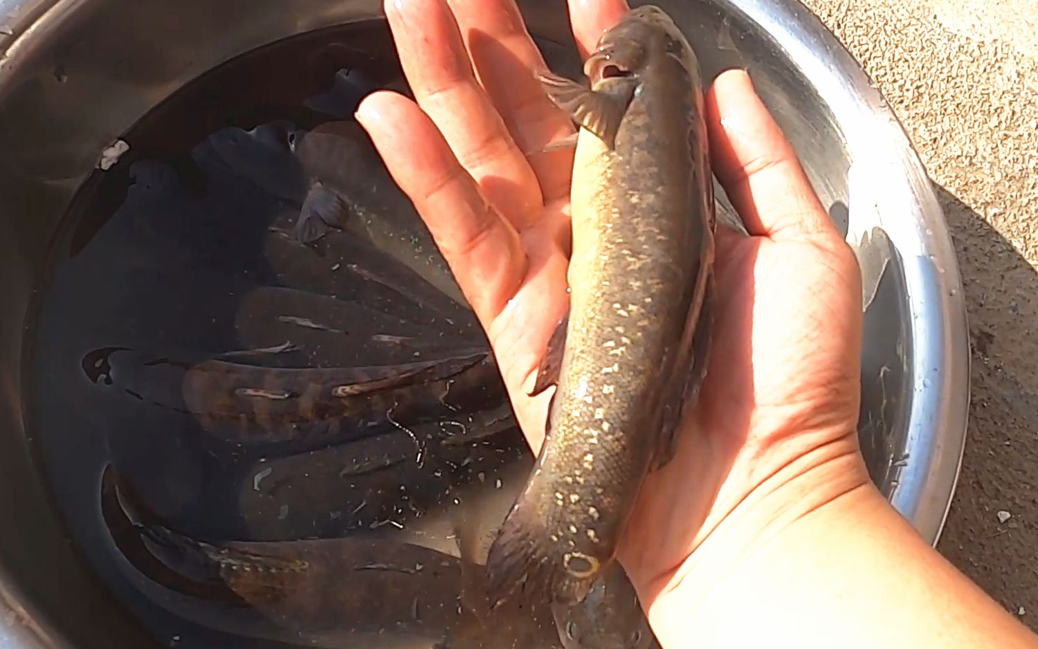 大叔花600块买3斤蟹虎,炖上高度白酒,实在太补了