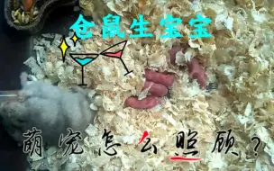 Download Video: 萌宠仓鼠生宝宝应该怎么照顾才好？