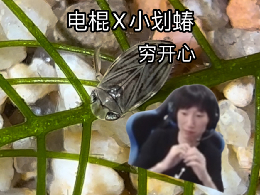 电棍X小划蝽:穷开心哔哩哔哩bilibili