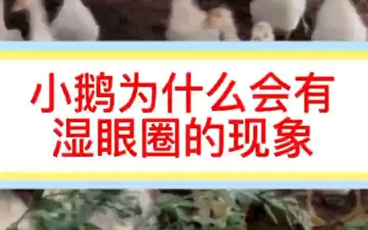 小鹅眼睛粘起睁不开 鹅眼睛流水怎么回事 小鹅眼睛流泪怎么回事 小鹅眼睛烂眼圈是怎么回事哔哩哔哩bilibili