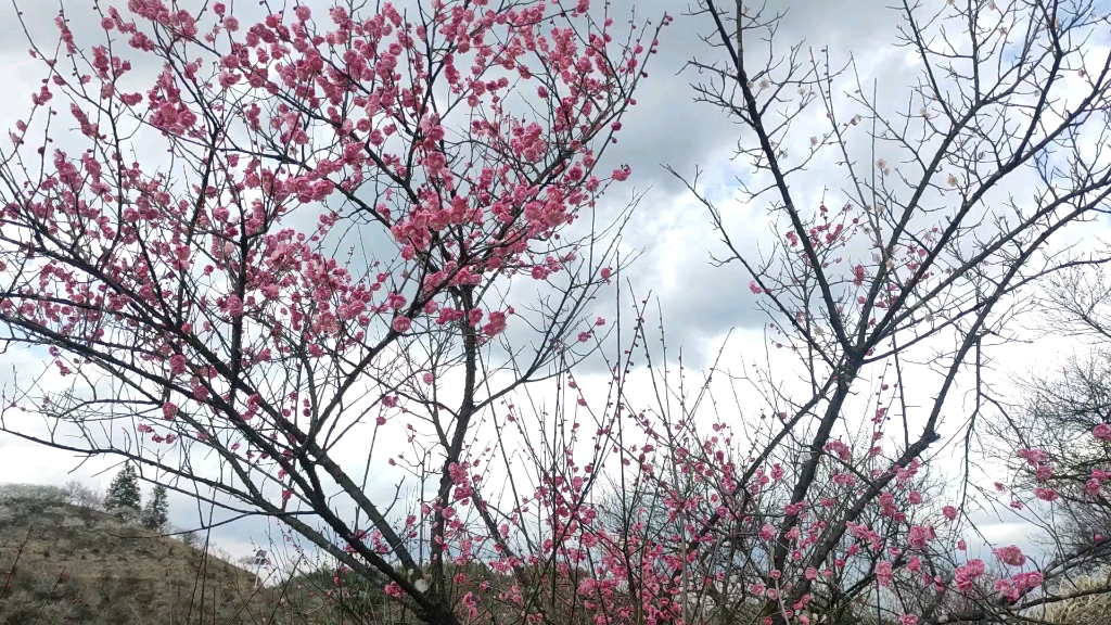 [图][梅花]因为美丽的自然欢欣鼓舞