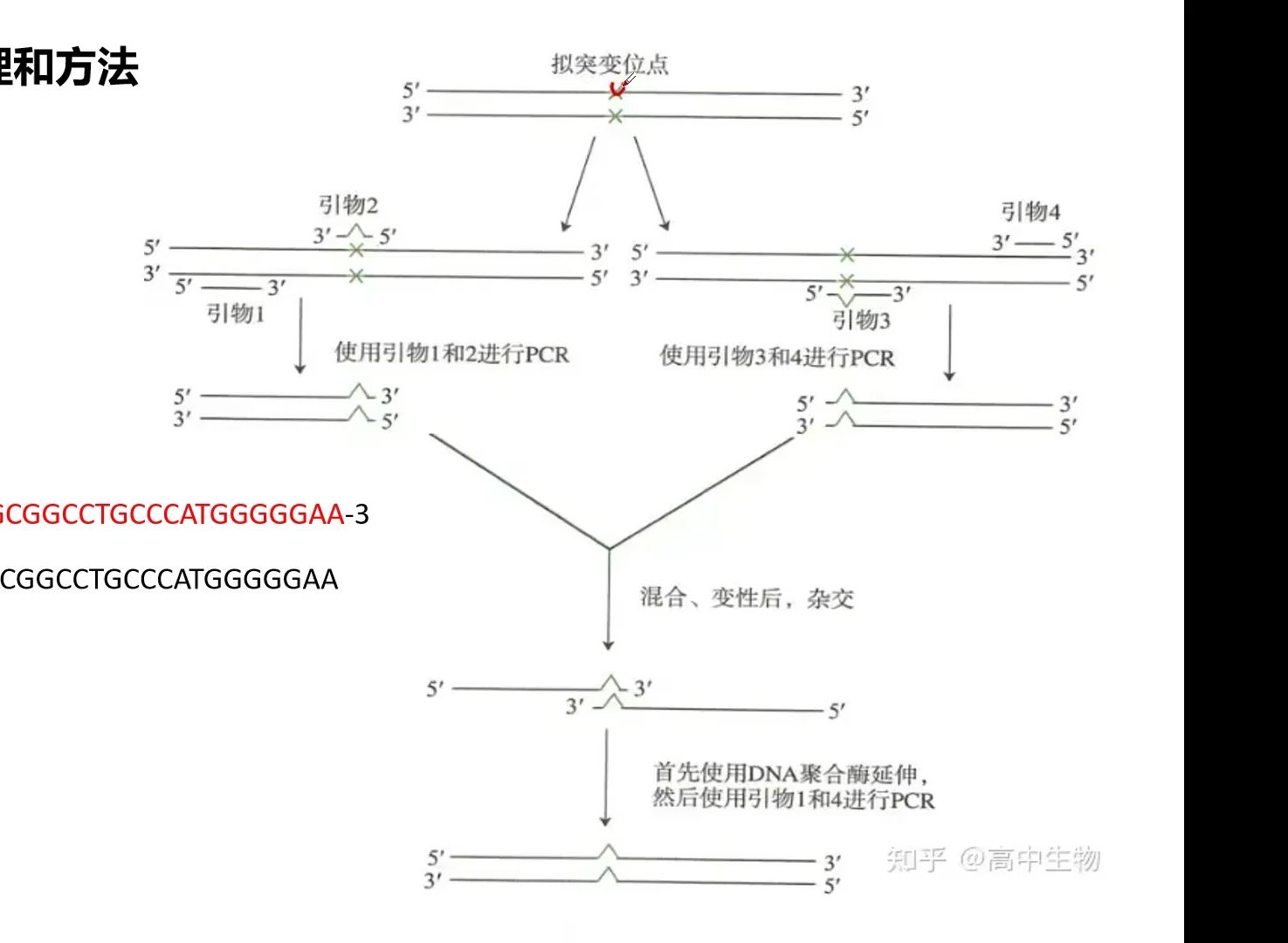 引物探针设计基于双色 ELISA 的 HIV1 耐药检测方法的建立与评估文献讨论、技术支持哔哩哔哩bilibili