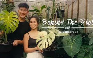 Descargar video: 来新加坡收集珍稀植物 | 与 ablobofgreen 的剧情背后