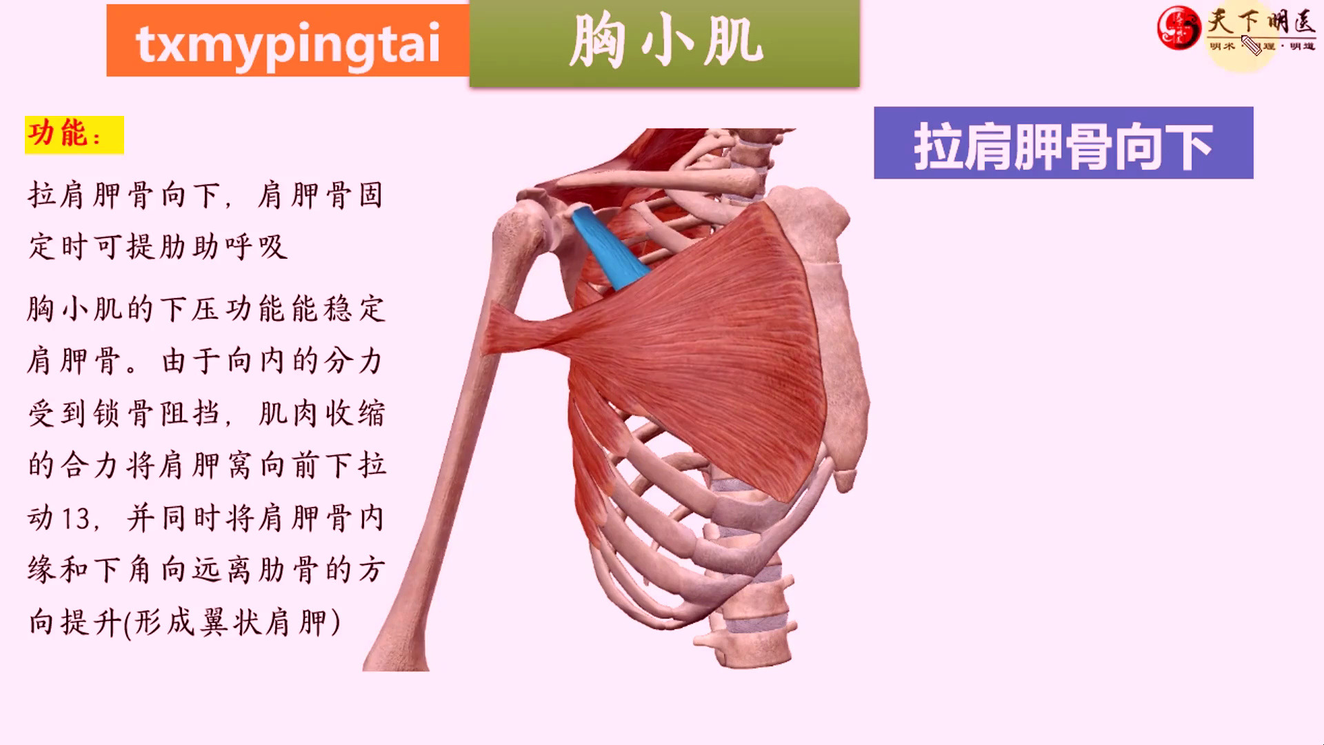 肩前淋巴结图片