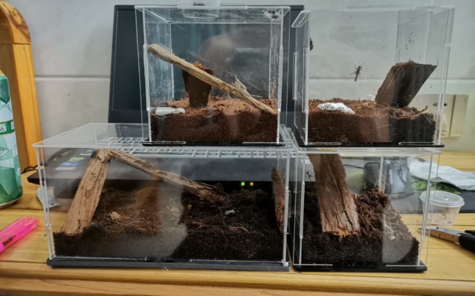 给c8换饲养盒 小跳蛛进食了!