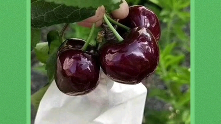 车厘子种苗价格