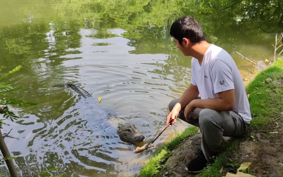 [图]大张龙只有我爷爷摸过 —— 野生扬子鳄张龙日常 护鳄世家