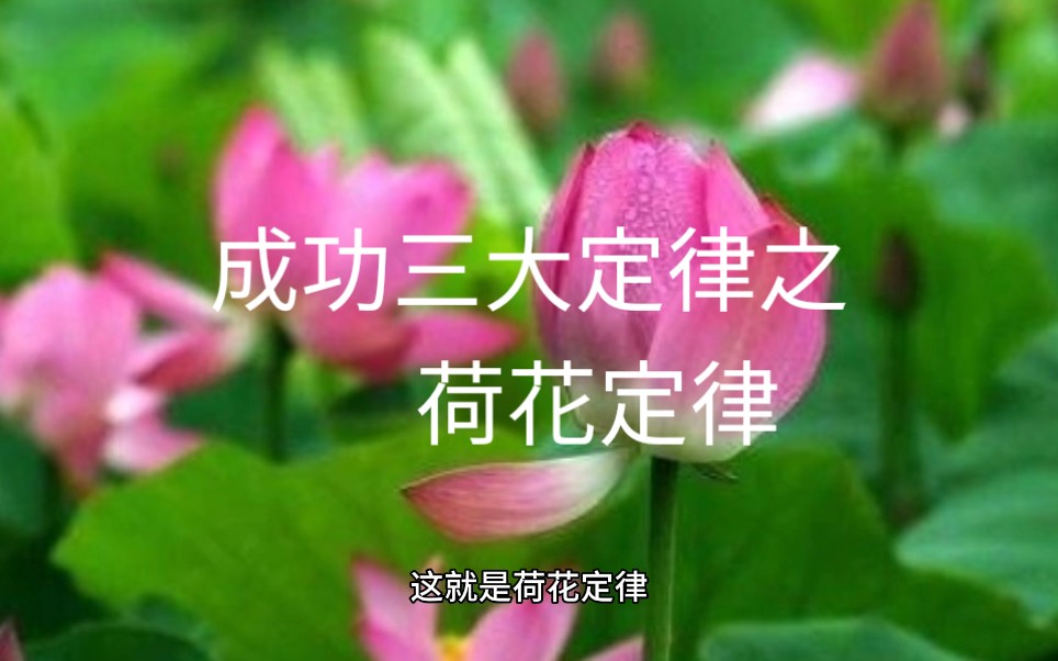 成功三大定律之荷花定律哔哩哔哩bilibili