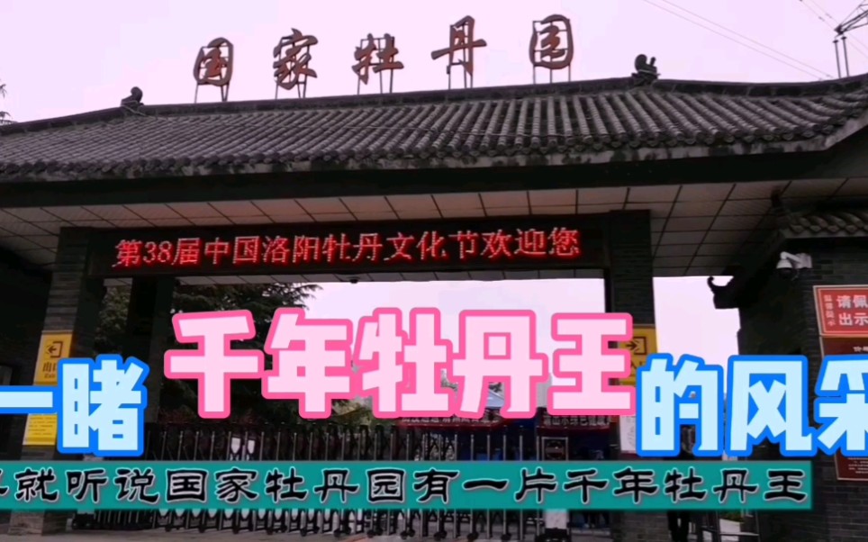 千年牡丹王——高达3米,花期1个月,位于洛阳国家牡丹园哔哩哔哩bilibili