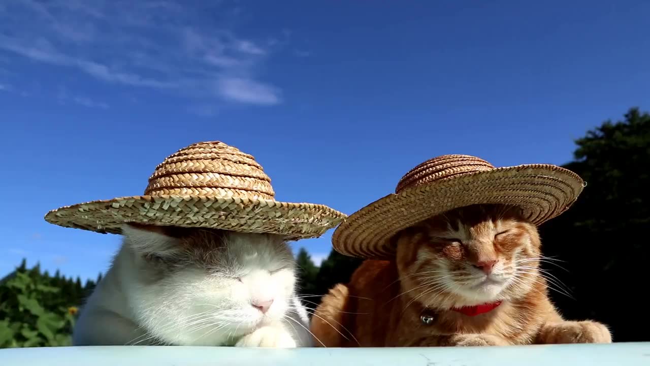 【猫叔】草帽170813