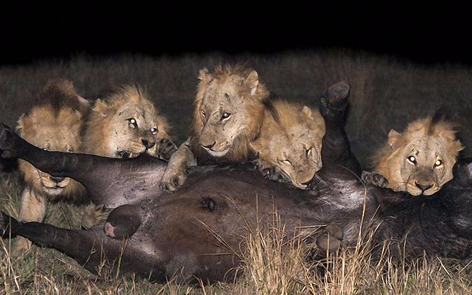 自然传奇:萨比森狮群争霸战