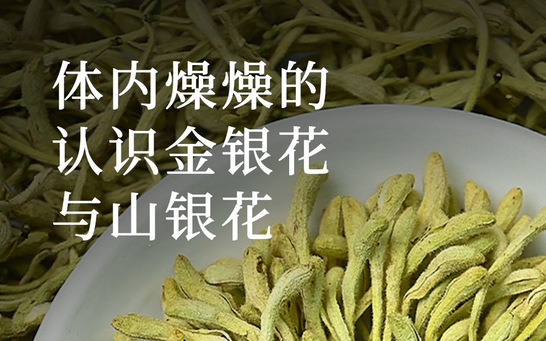 体内燥燥的,让我们认识一下金银花与山银花