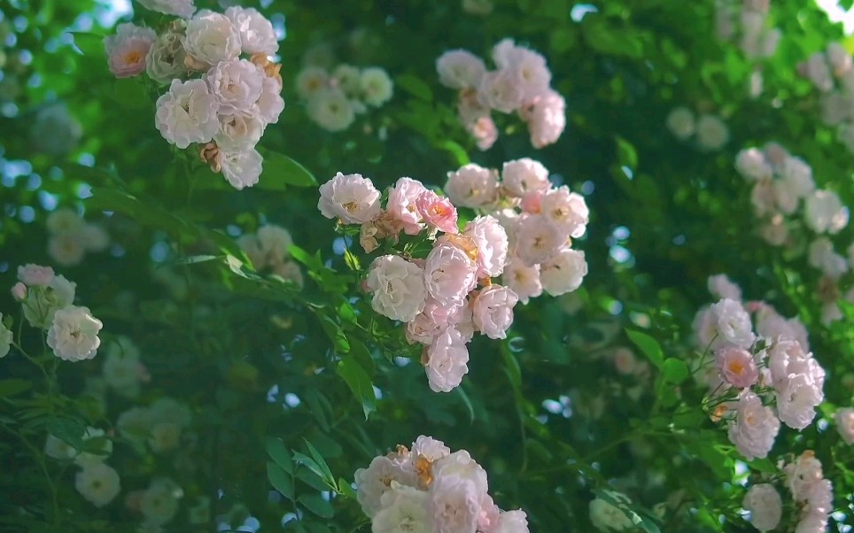 [图]“这世间荒芜 但浪漫不死”