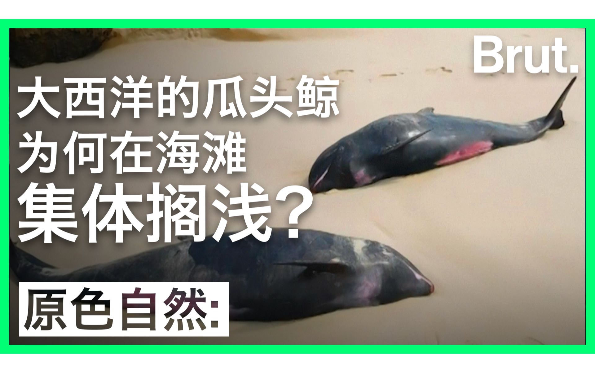 [图]大西洋的瓜头鲸为何在海滩集体搁浅？