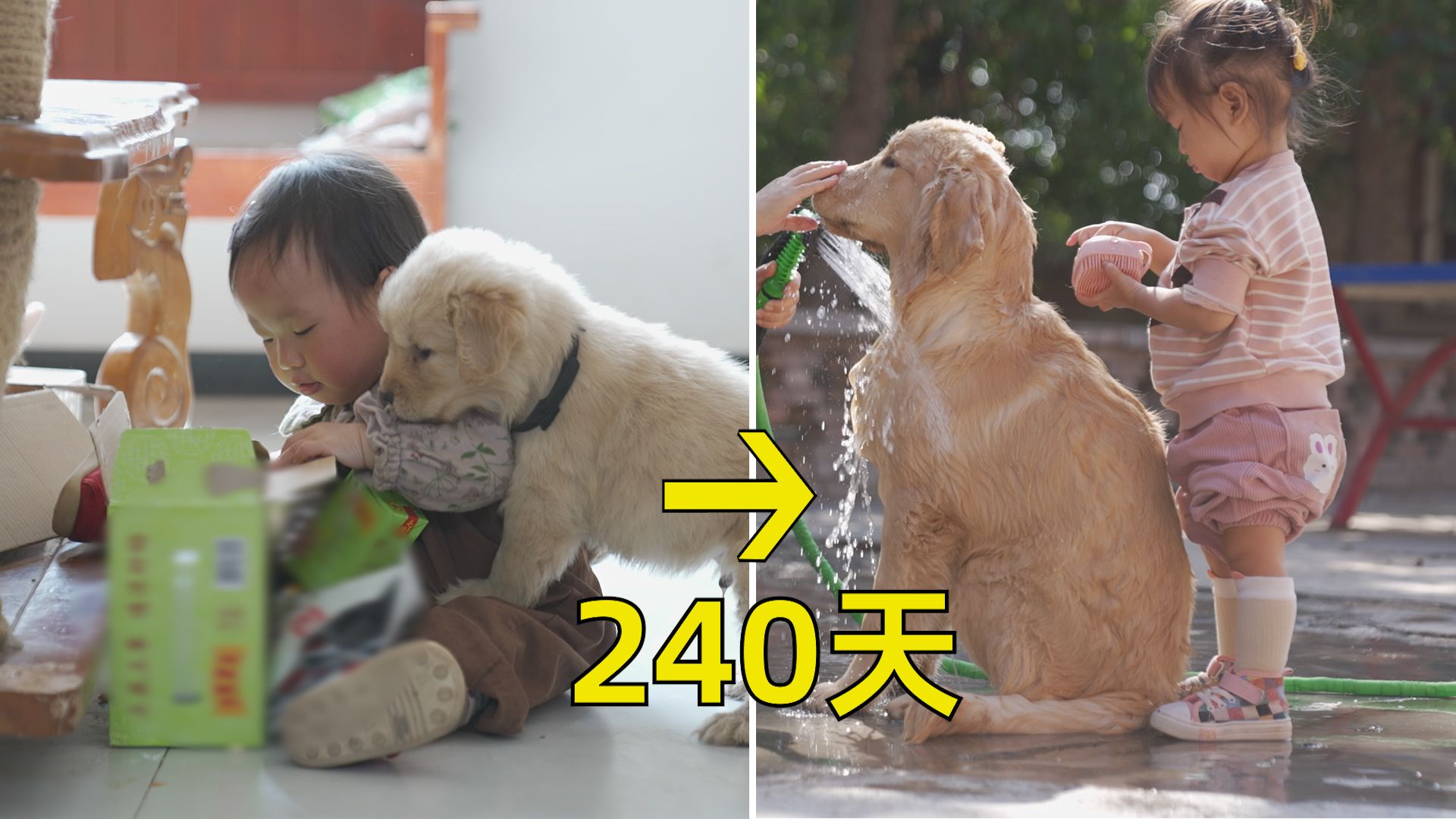 铲二代，狗二代