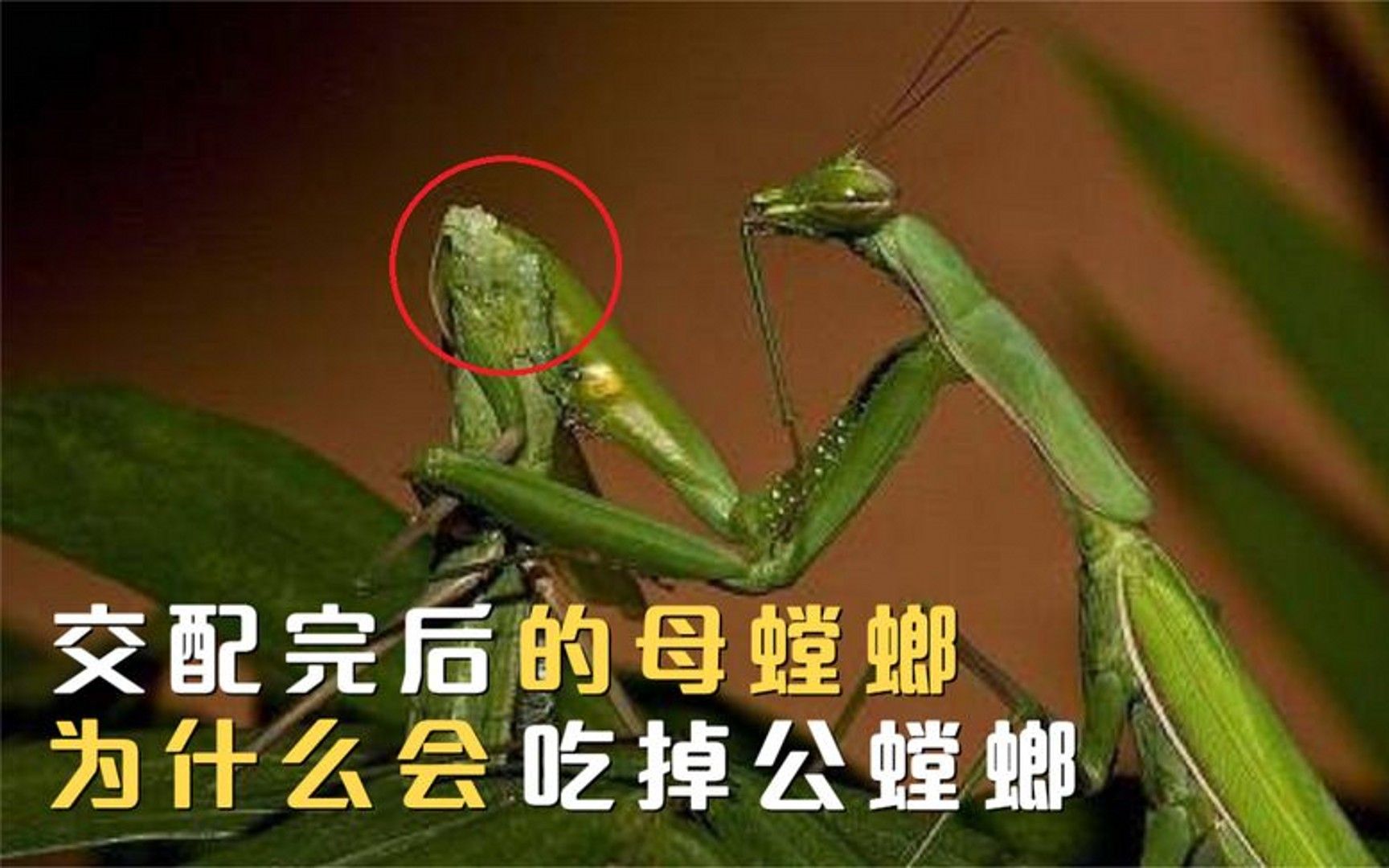螳螂吃什么怀孕图片