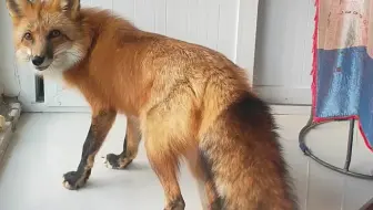 小狐狸的番外 贫穷单位的真 手工冰箱 想送肉的来啊 哔哩哔哩 Bilibili