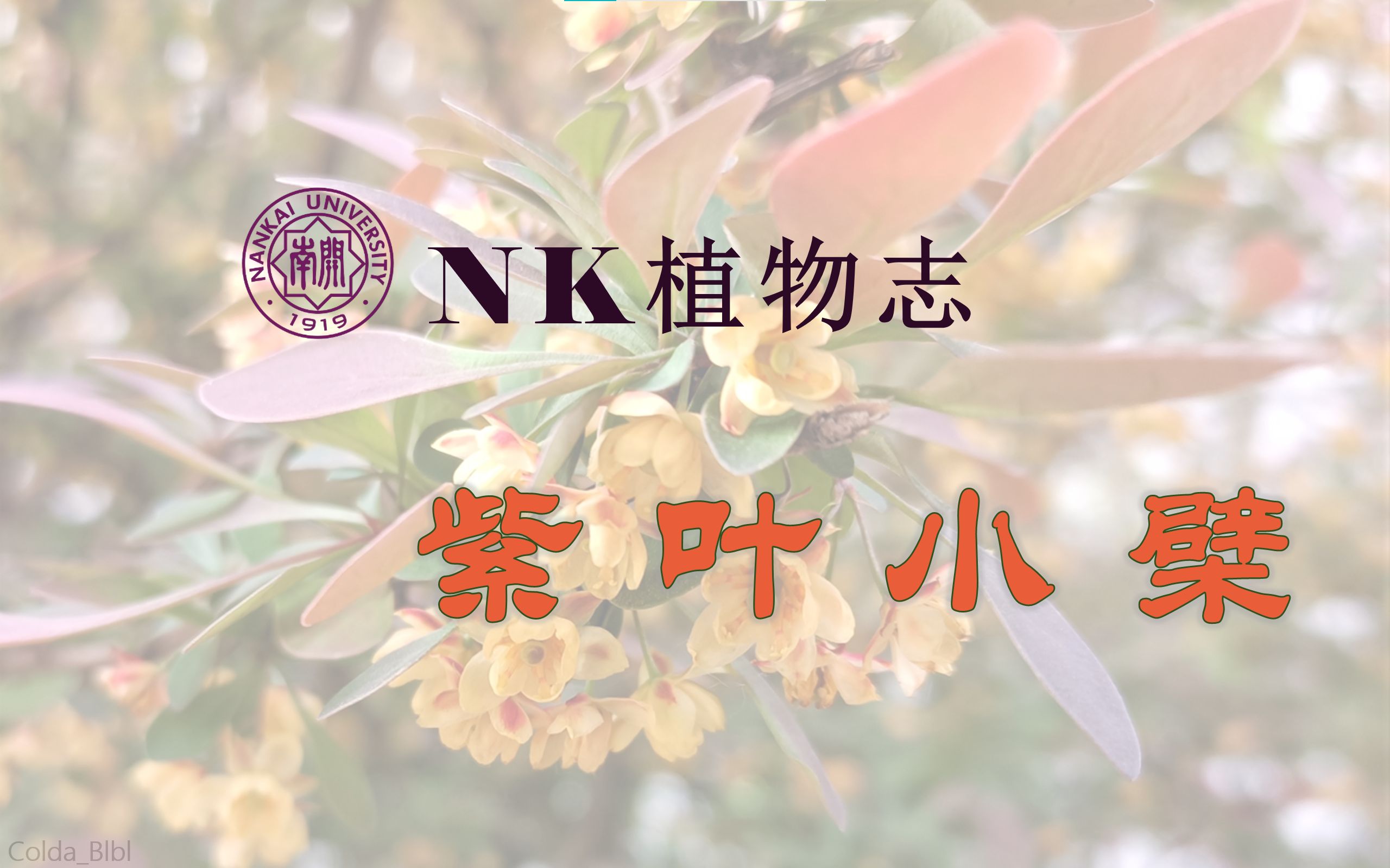 【NK植物志】18紫叶小檗哔哩哔哩bilibili