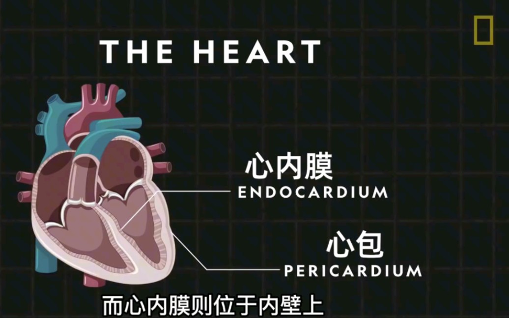 动画演示心脏的工作原理,你对自己的心脏了解吗?哔哩哔哩bilibili