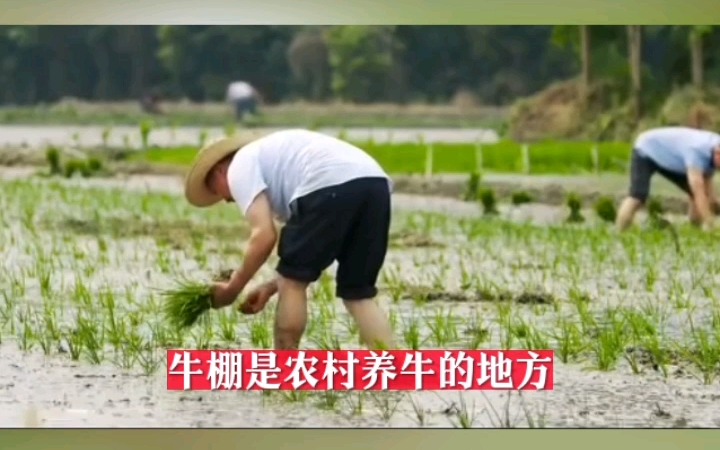 他们迫害我他们让我跟农民和工人一起劳动.哔哩哔哩bilibili