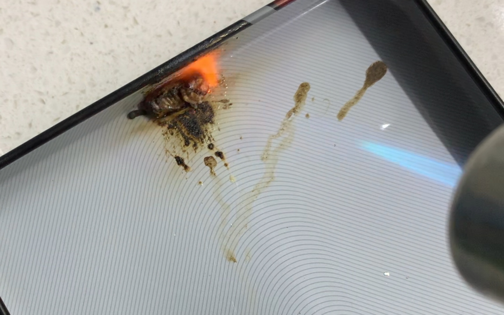 蟑螂卵夹大战喷火器枪