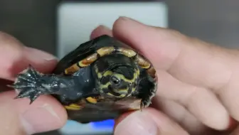 降温了，冬眠之前给龟龟称一下体重。