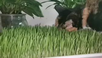 给蓝胖子吃的猫草竟然是小麦苗 我发现了一个暴富的商机 哔哩哔哩 Bilibili