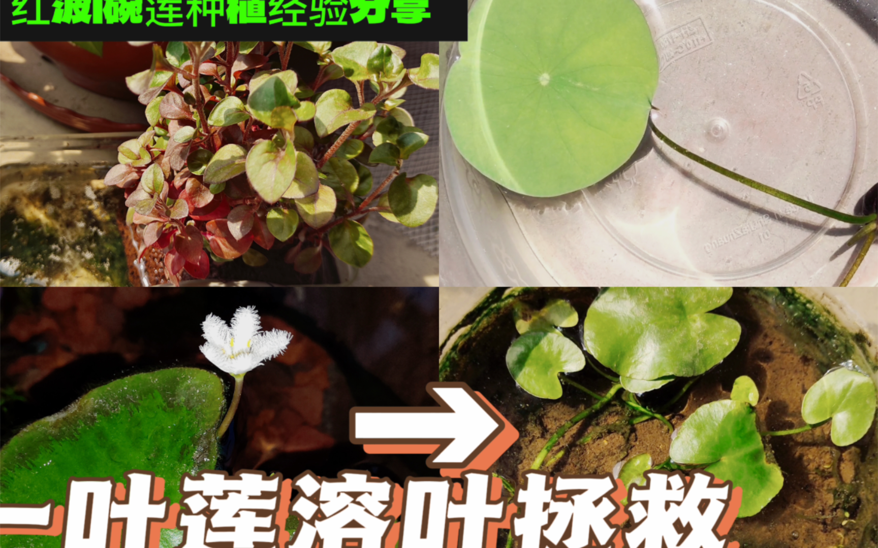 一叶莲|碗莲|红波水草|种植经验分享哔哩哔哩bilibili