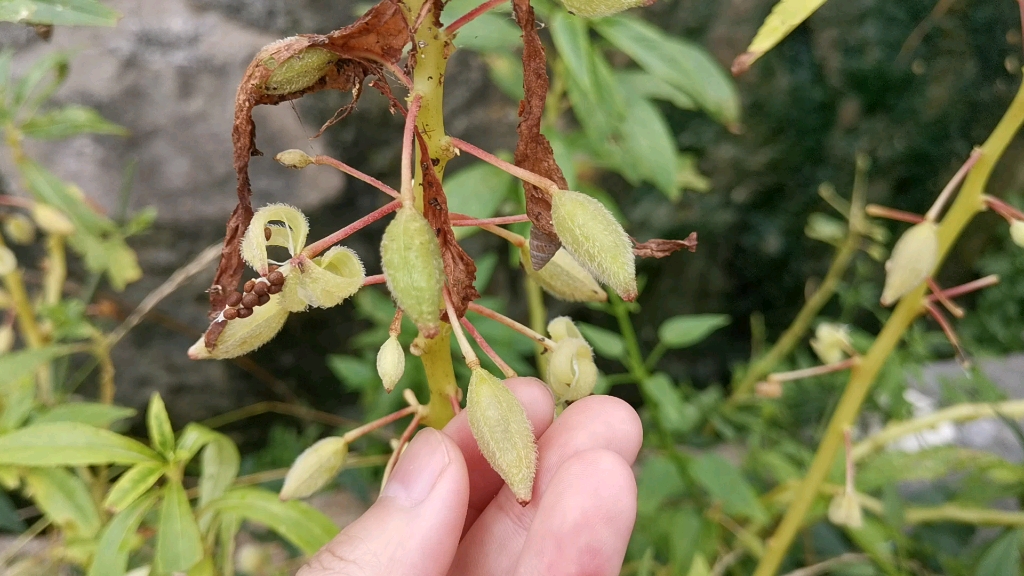 [图]巨型“含羞草”嘛？神奇的植物种子