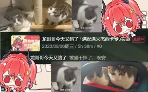 Download Video: 【龙哥/切片】喜报！主包又双叒叕被小猫踩关机键了