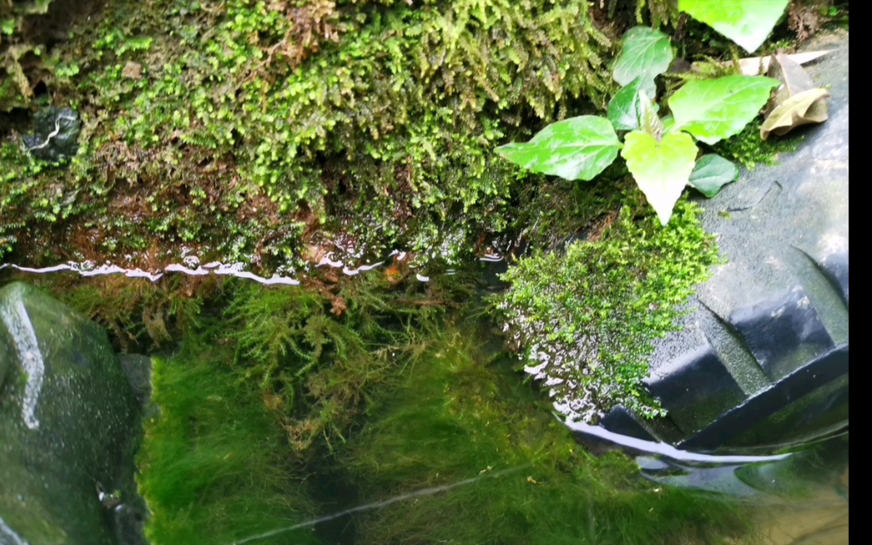 苔藓转水成莫斯图片