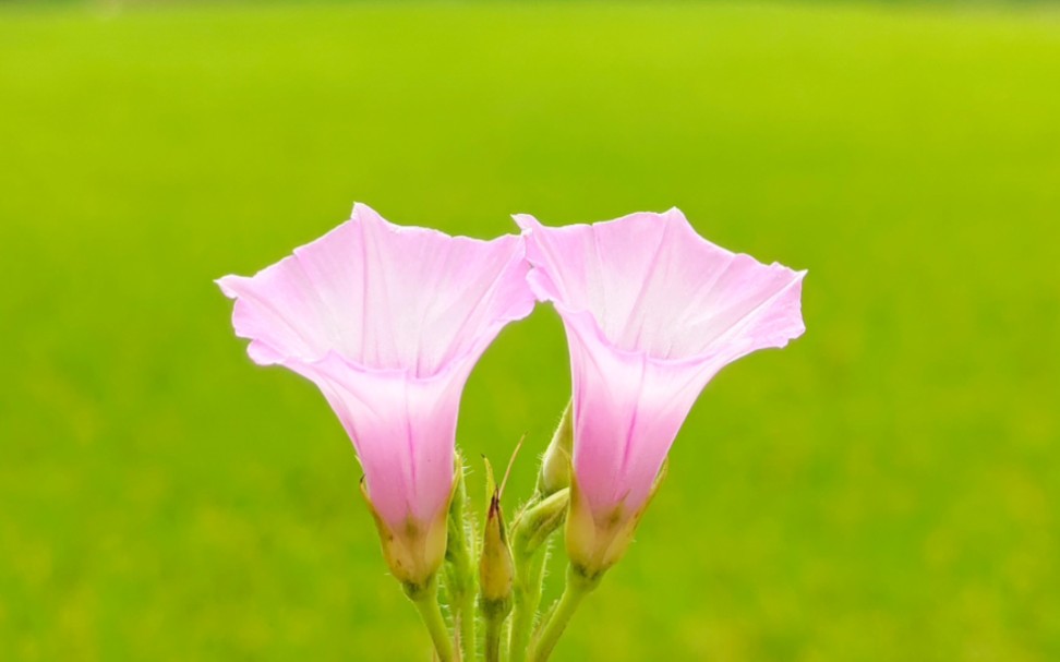 [图]小小牵牛花与满天五角星