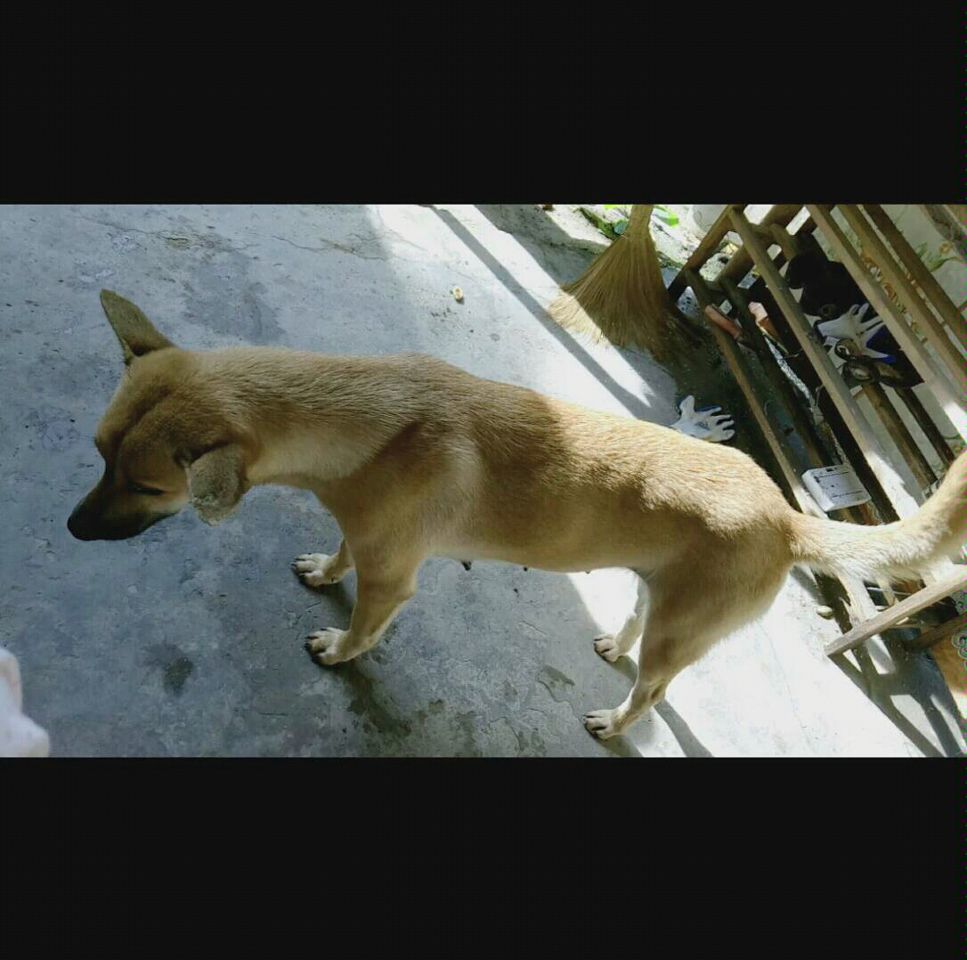 【田园犬】都长大了"黑嘴""天线""o婆"