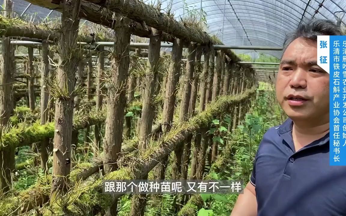 [图]走进雁荡山，探寻千年本草传奇——铁皮石斛