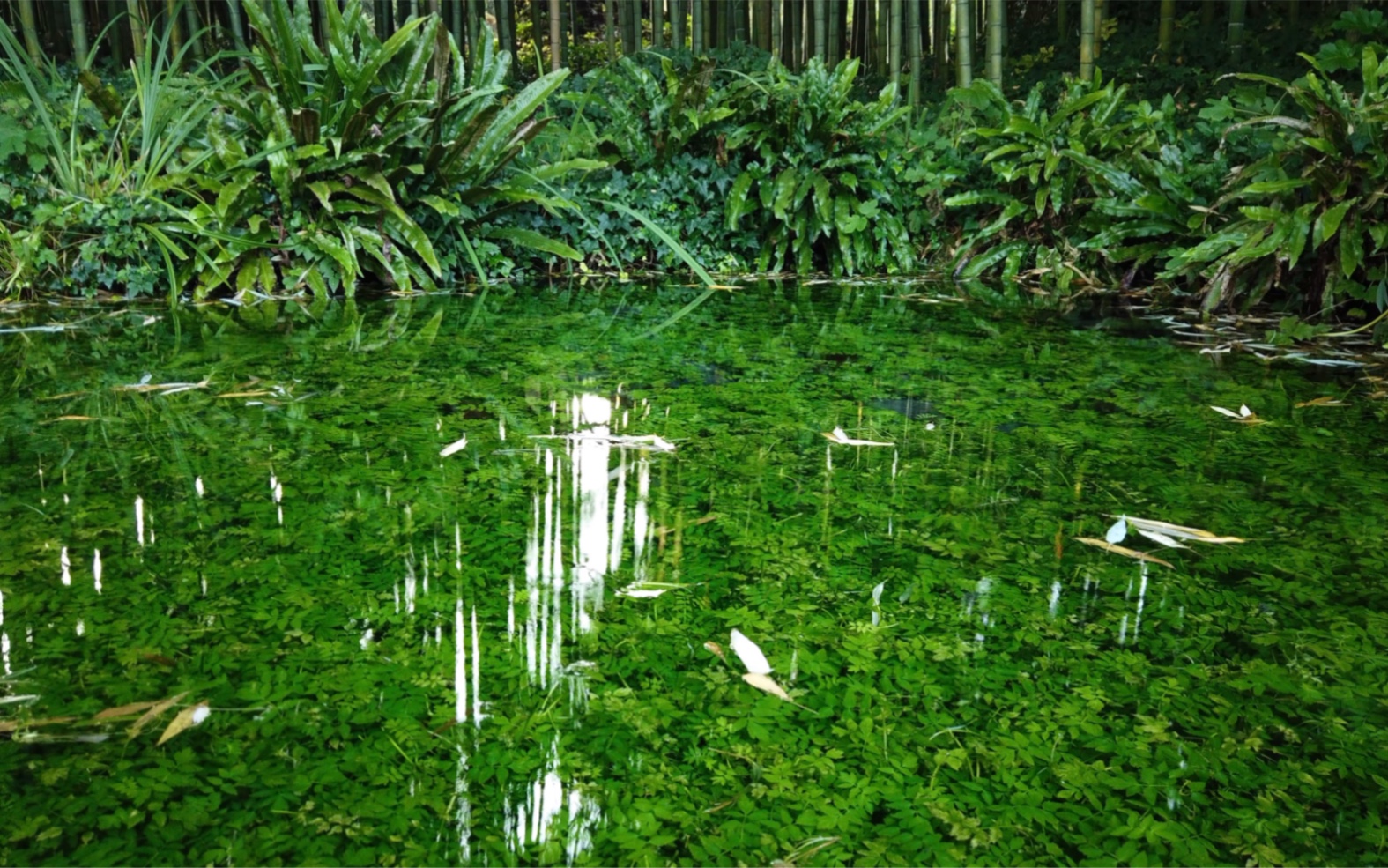 [图]【全世界最浪漫的花园】宁法花园 Garden of Ninfa