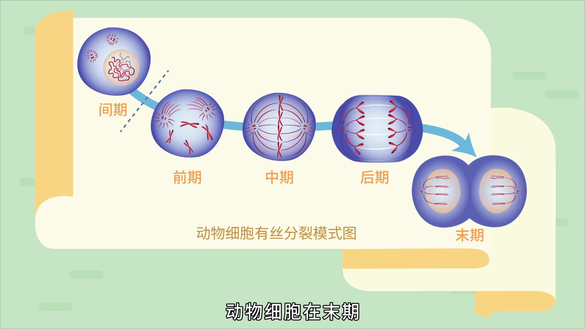 细胞有丝的过程图解图片