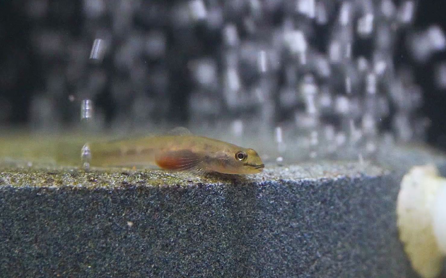 [原生缸日常] 腹部发色的微笑黄瓜虾虎母鱼