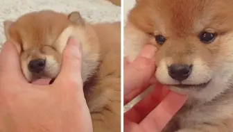 汪星人 暴打不听话的柴犬 日本驯犬师中村信哉镜头前引发众怒 知道原因后所有人都沉默了 哔哩哔哩 Bilibili