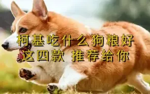 Download Video: 柯基吃什么狗粮好？四款狗粮推荐给你