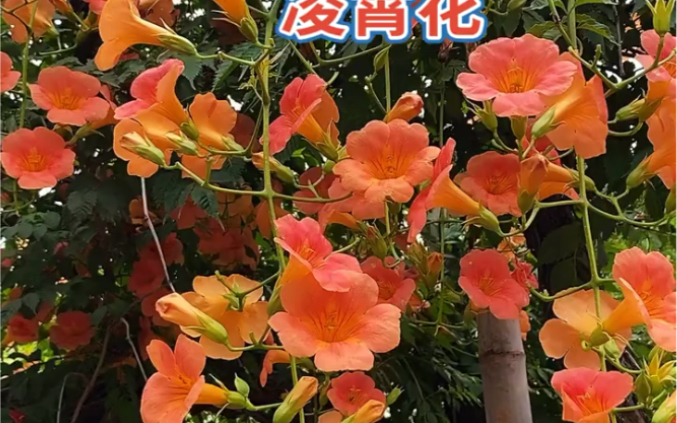 凌霄花耐寒耐旱南北方都可以栽植,花开整个夏天哔哩哔哩bilibili