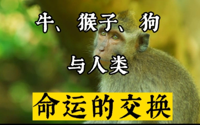 猴子和牛生肖运势合不合(猴子跟牛相配吗)