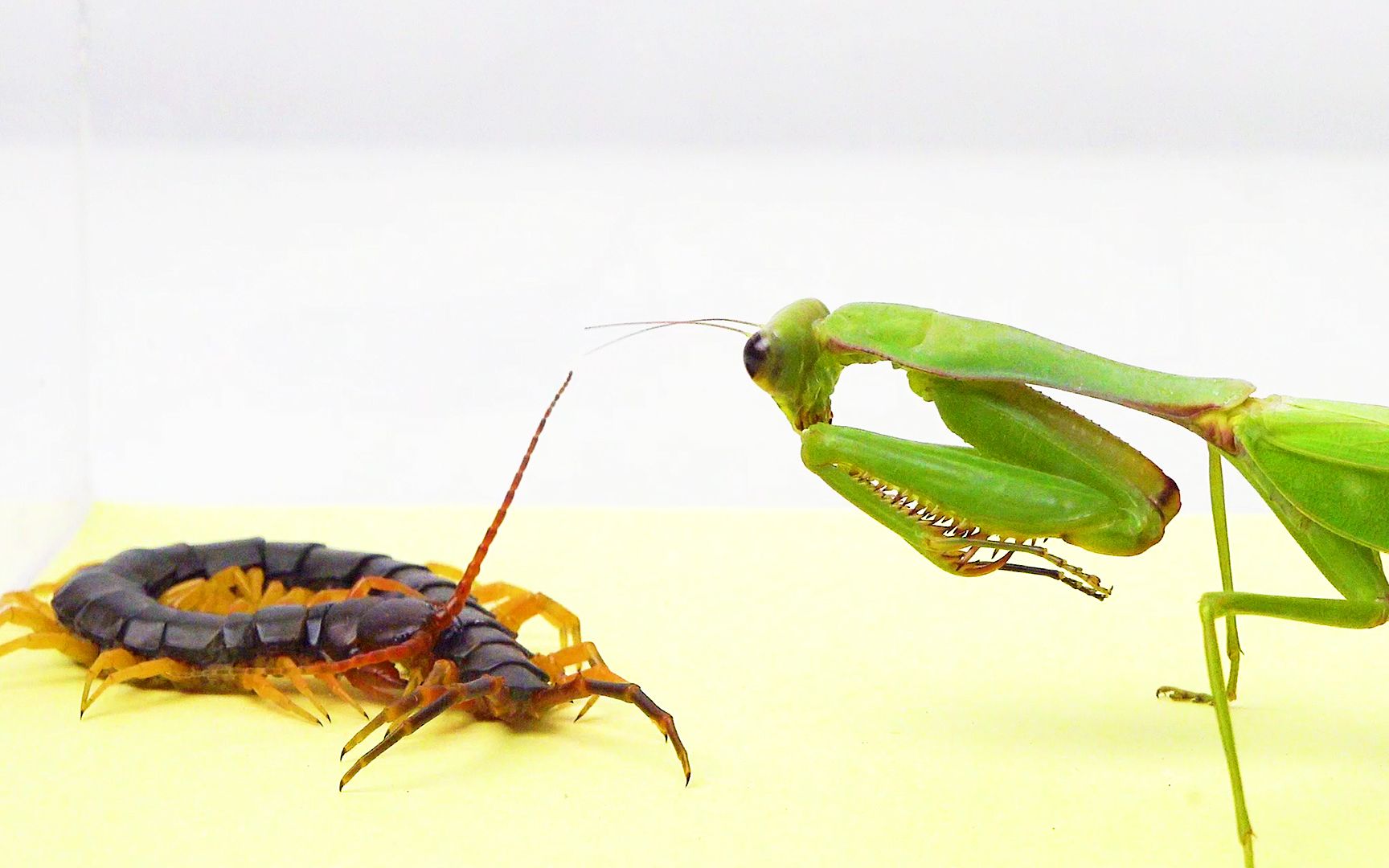 当饥饿的华斧螳螂看见小蜈蚣,结果会发生什么