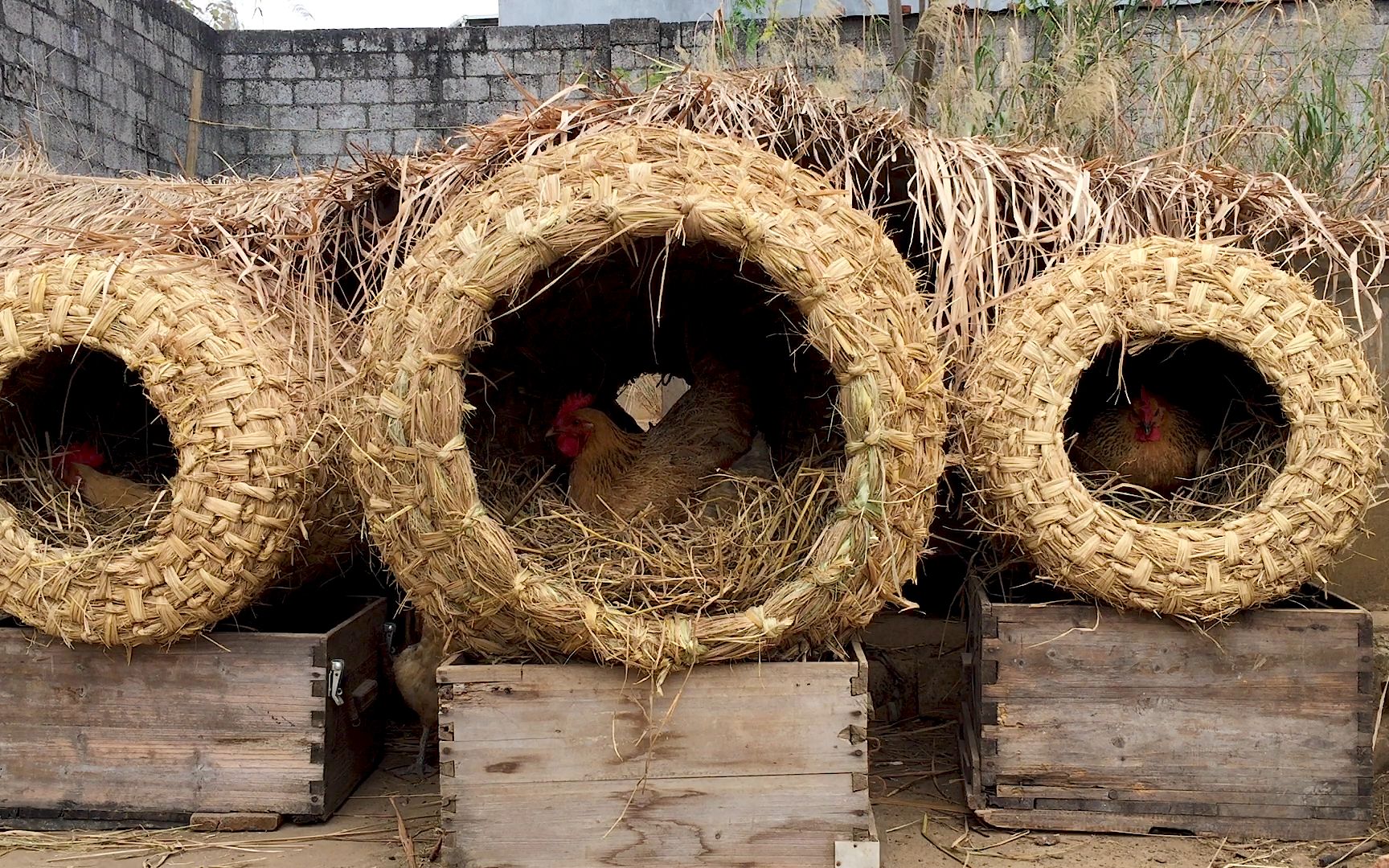 第6集 | 稻草鸡窝,母鸡下蛋有安全感,俺们找鸡蛋省事-薇薇-ye-默认